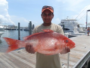 Big Red Snapper